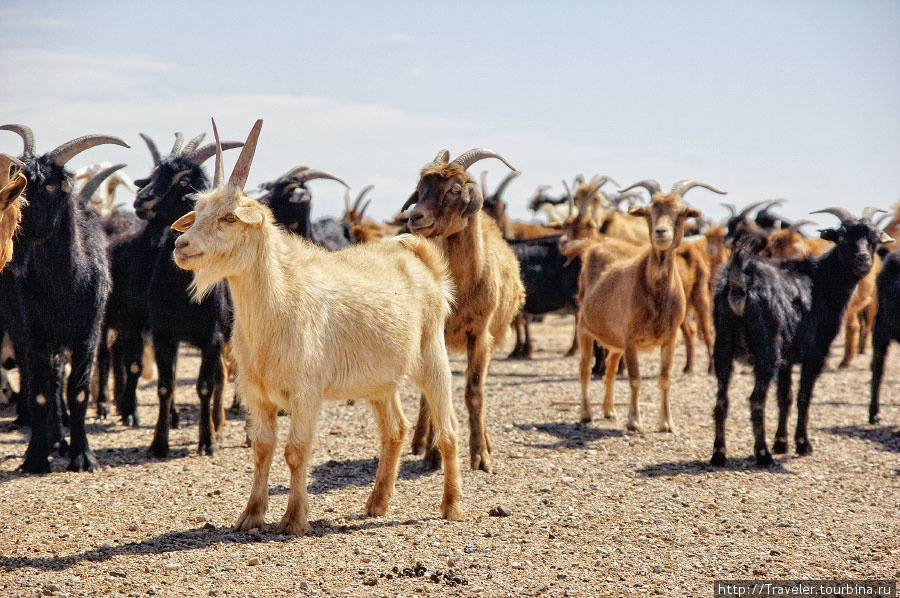Пустыня Гоби: экспедиция Gobi Adventure Даланзадгад, Монголия