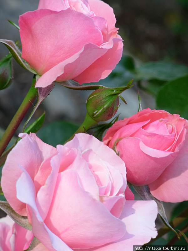 Розовый сад Окланда Окленд, CША