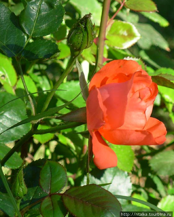 Розовый сад Окланда Окленд, CША