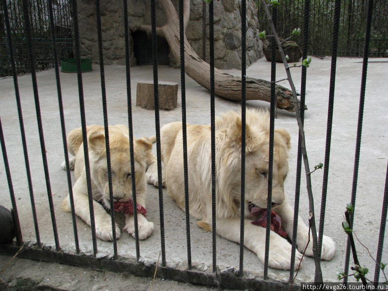 Ялтинский зоопарк / 
время ланча Республика Крым, Россия