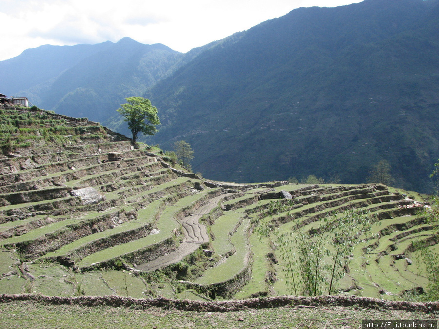 Говорят, террасовое земледелие придумал в Непале Катманду, Непал