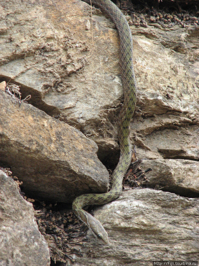 Название змеи не знаю, но ядовита и опасна как гадюка. Увидела ее стене, идущей вдоль дороги. Вот почему шерпы предупреждают туристов — устал, не облокачивайся на стену. Катманду, Непал