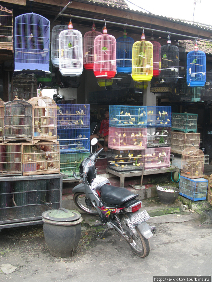 Маланг — на птичьем рынке Маланг, Индонезия