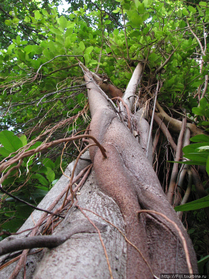 У мангровых деревьев, похоже, нет ни верха, ни низа — корни растут как попало. Мальдивские острова