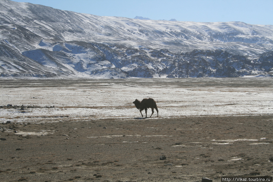 Верблюд в горах Республика Алтай, Россия