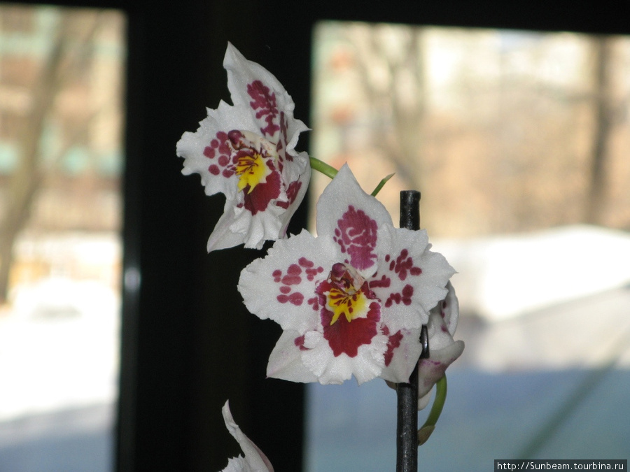 2-й зимний фестиваль орхидей Москва, Россия