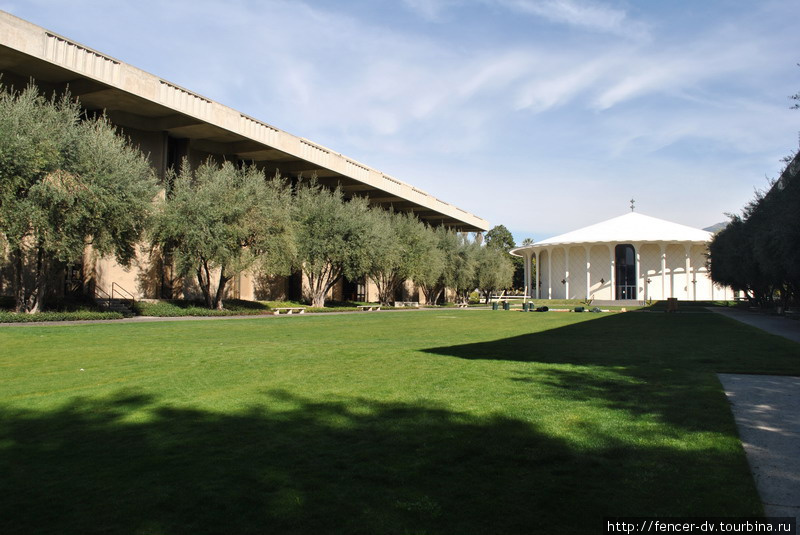 В кампусе море оливковых деревьев. Хоть с рюкзаком собирай  оливки. Пасадена, CША