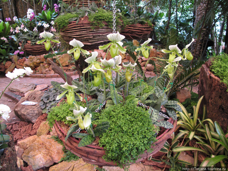 Ботаничский сад Мае Фа Луанг Чиангмай, Таиланд