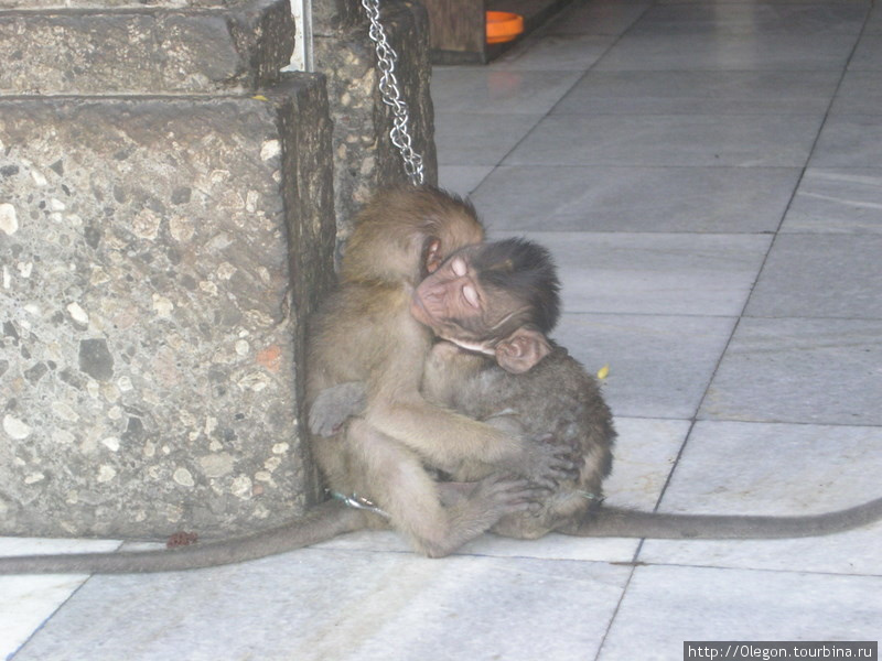 Домашние обезьянки на привязи Индонезия
