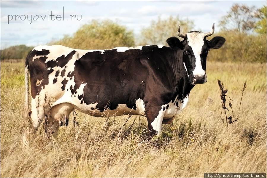 Кировская обл., г.Вятские Поляны, Сентябрь 2010г. Вятские Поляны, Россия