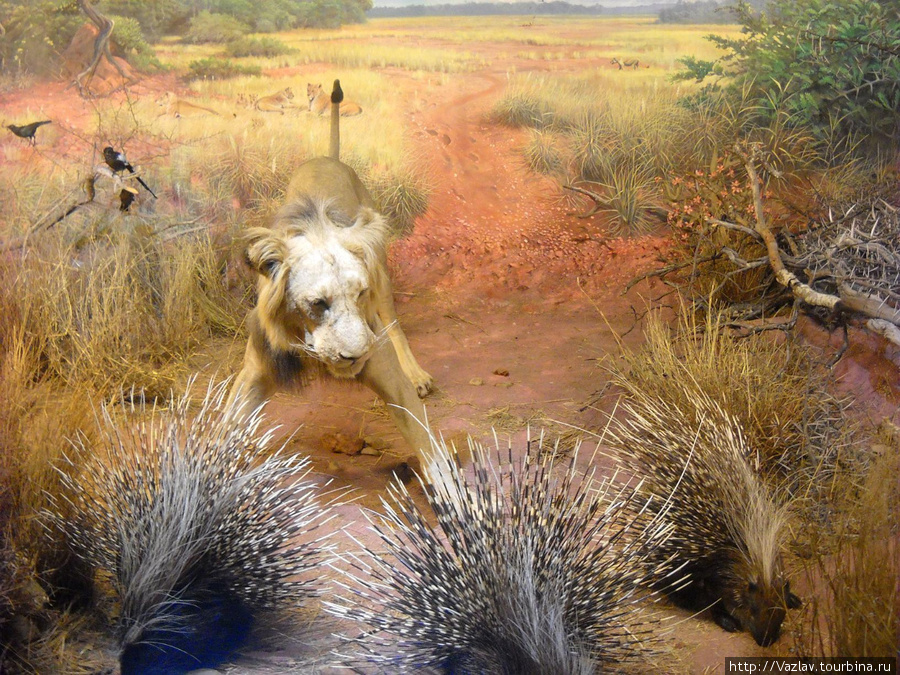 Лев и дикобразы Дурбан, ЮАР