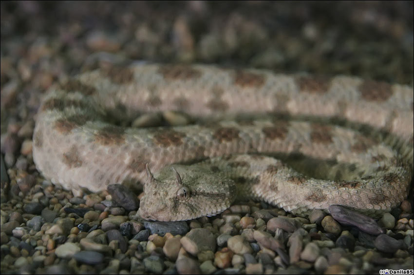 Глазастая змейка в серпентарии. Пинанг остров, Малайзия