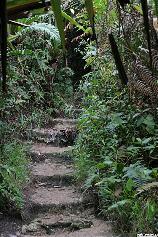 Подъём проходит по хорошей тропе и старым ступеням. Букиттинги, Индонезия
