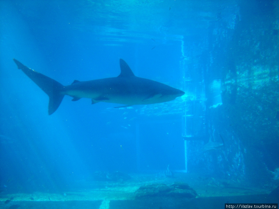 Ужасная акула Дурбан, ЮАР