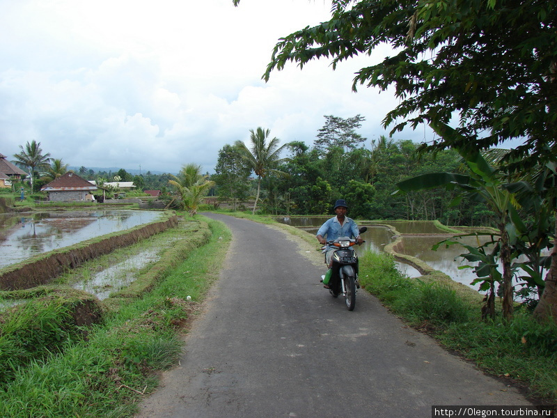Дорога вдоль рисовых полей Бали, Индонезия