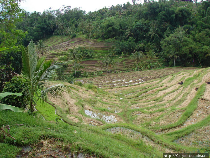 Истории рисовых полей Бали, Индонезия
