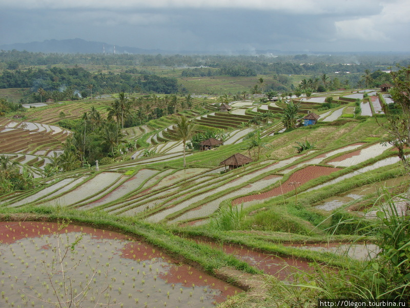 Рисовые террасы острова Бали Бали, Индонезия