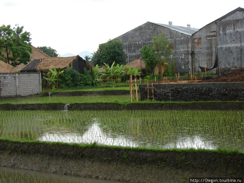 Истории рисовых полей Бали, Индонезия