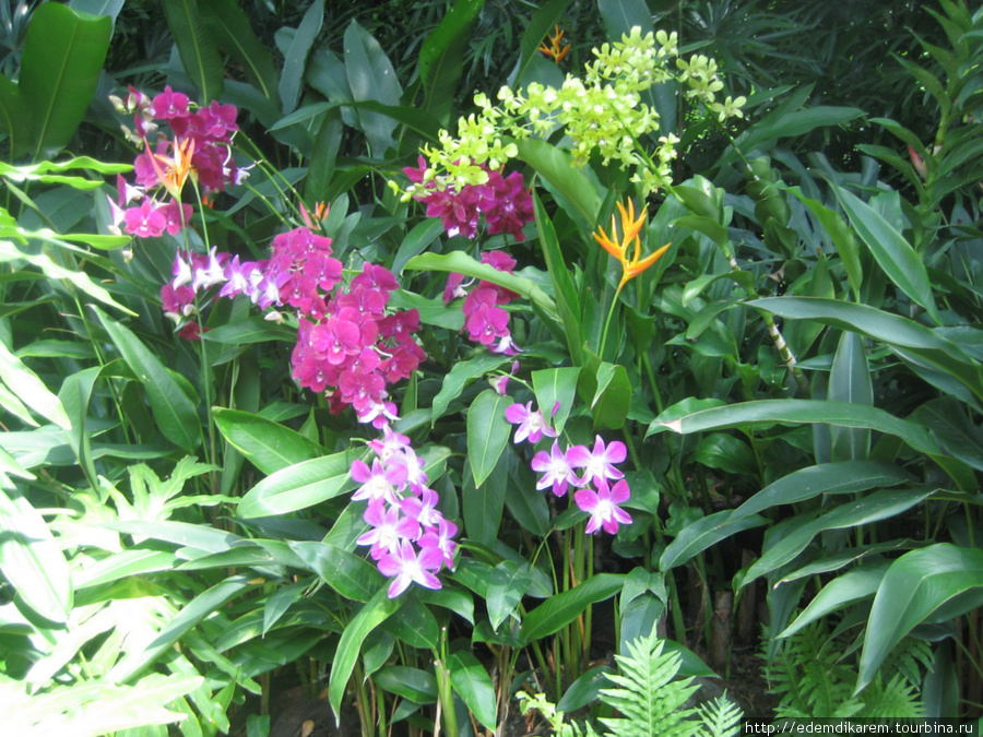 Сад орхидей Сингапур (город-государство)