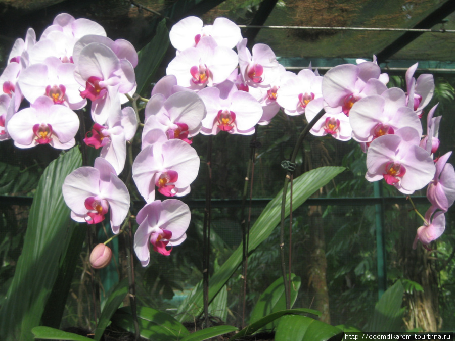 Сад орхидей Сингапур (город-государство)