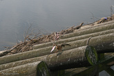 Над Влтавой постоянно кружат чайки. А это — каким-то образом установленное на помостике чучело.