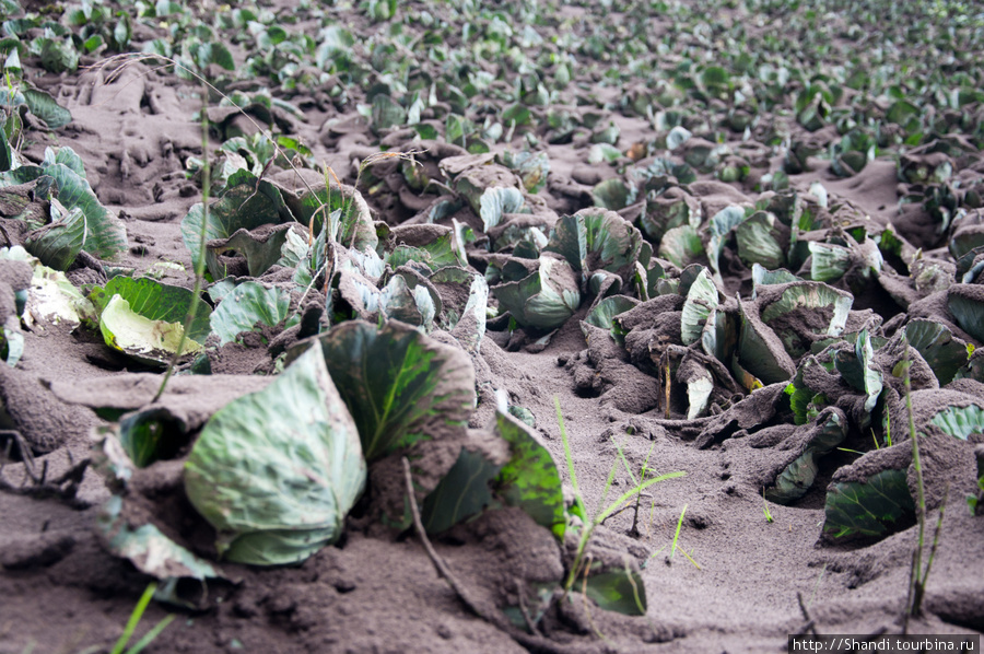 На некоторых полях овощи были скрыты целиком, на других их всего лишь щедро присыпало сверху. Бромо-Тенггер-Семеру Национальный Парк, Индонезия