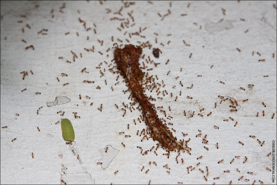 Муравьи черви. Муравьи в Тайланде. Домашние муравьи паразиты.