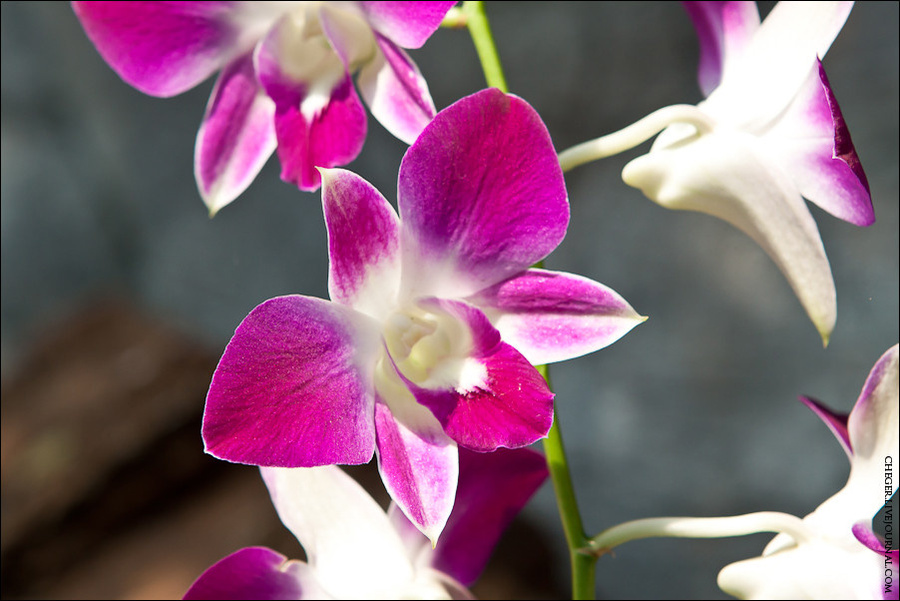 Все вокруг в орхидеях Бангкок, Таиланд