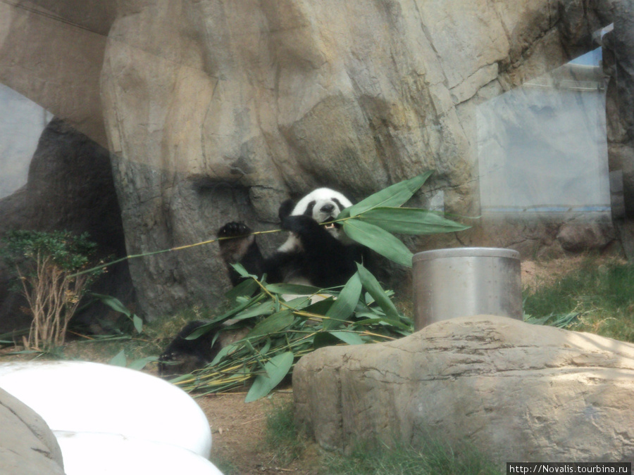 Ocean Park. Там живут панды! Гонконг