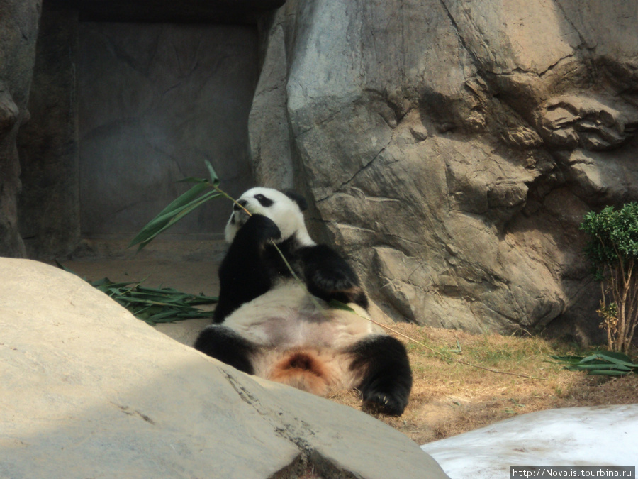 Ocean Park. Там живут панды! Гонконг