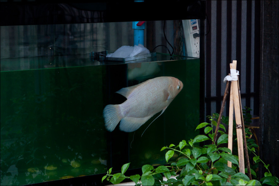 В многих кафе и ресторанчиков стоят аквариумы или небольшие вазы в рыбами Бангкок, Таиланд