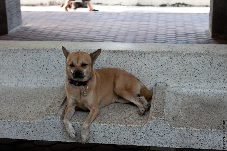 Собаки тут все поголовно в ошейниках и, как мне показалось, имеют равные права с человеком Бангкок, Таиланд