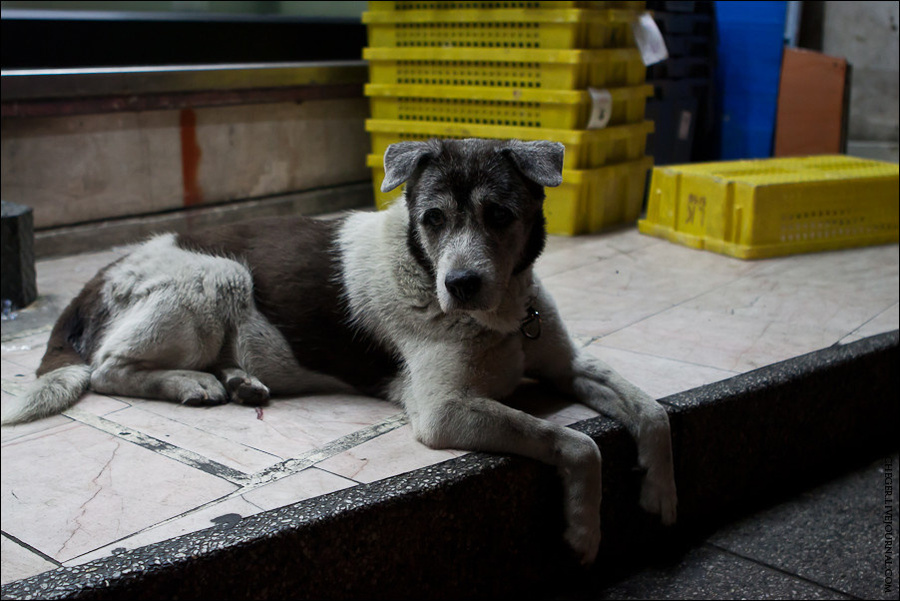 Некоторые собаки одиноки и живут на улицах Бангкок, Таиланд