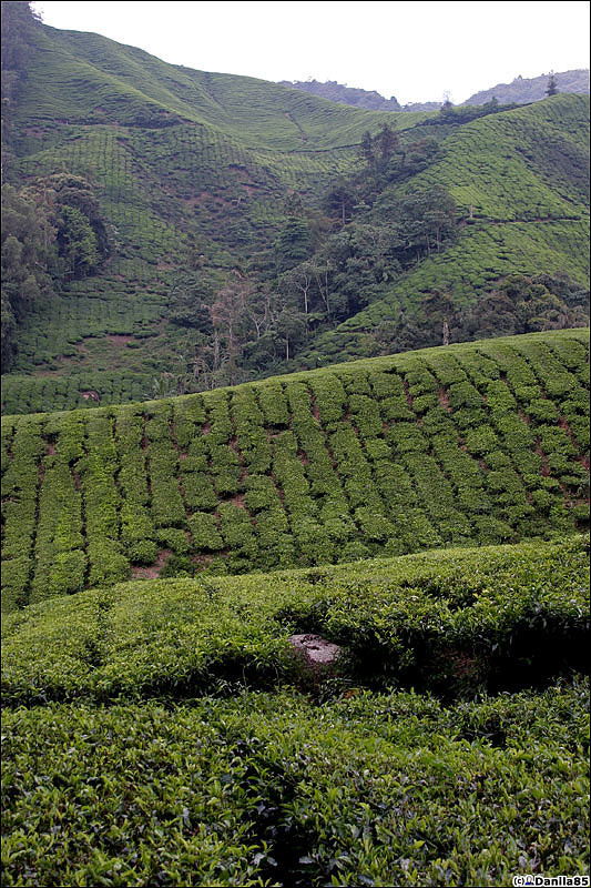 Чайные плантации в Cameron Highlands Камерон-Хайлендс, Малайзия