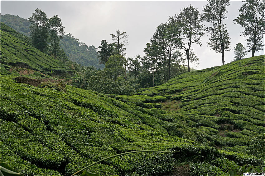 Чайные плантации в Cameron Highlands Камерон-Хайлендс, Малайзия