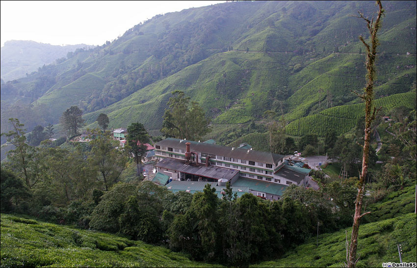 Среди холмов прячется здание чайной фабрики. Камерон-Хайлендс, Малайзия