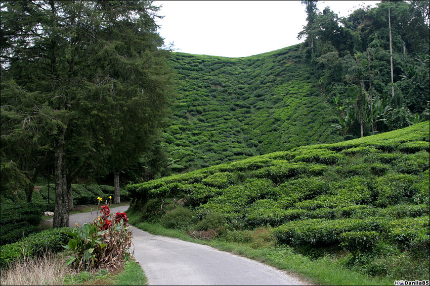 Чайная плантация. Камерон-Хайлендс, Малайзия
