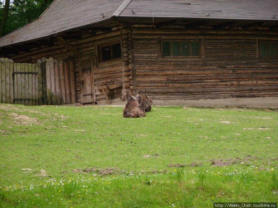 В Краковском зоопарке Краков, Польша