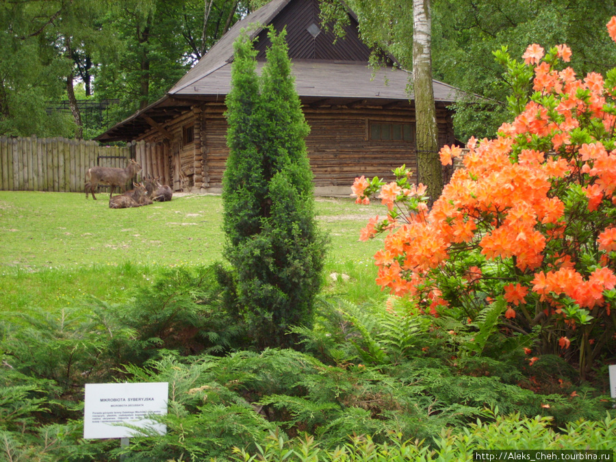 В Краковском зоопарке Краков, Польша