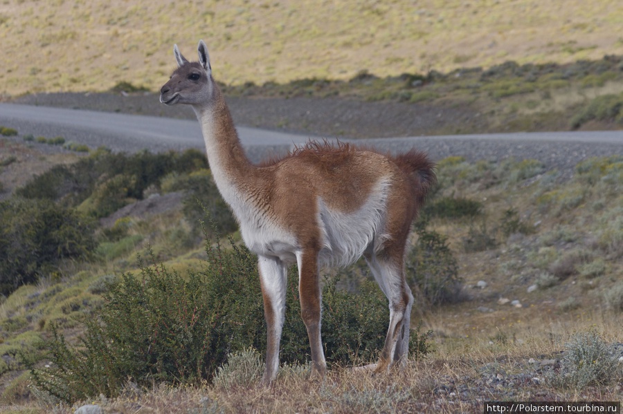 гуанако Национальный парк Торрес-дель-Пайне, Чили