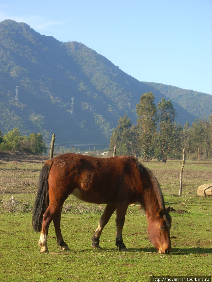 для любителей лошадей Чили