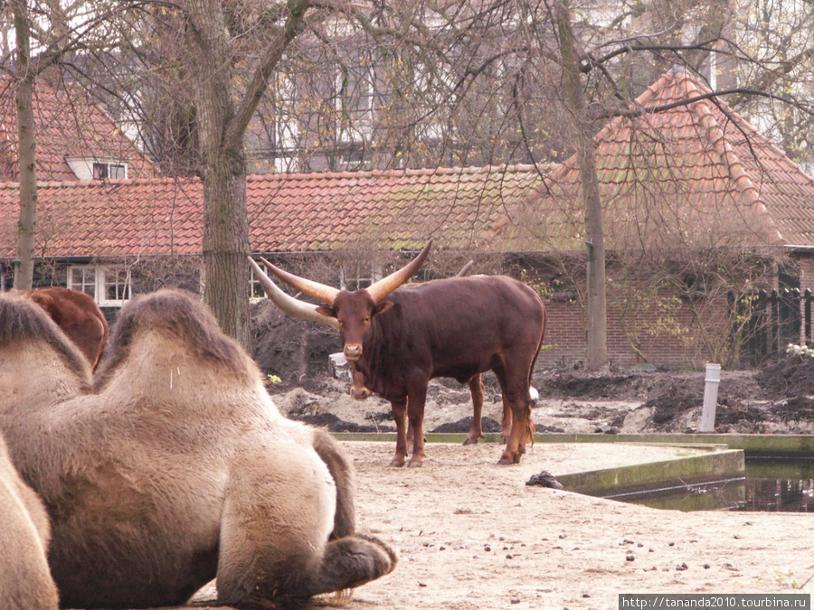 Зоопарк в Амстердаме Амстердам, Нидерланды