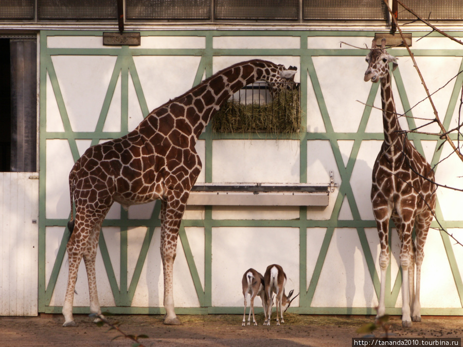 Зоопарк в Амстердаме Амстердам, Нидерланды