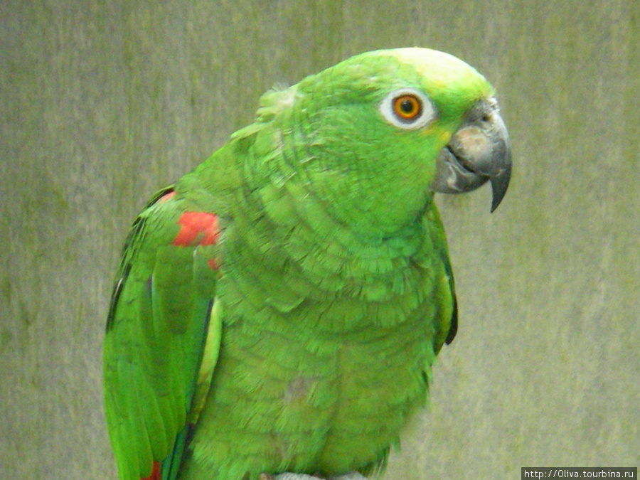 В ботаническом саду большая коллекция попугаев Регион Мадейра, Португалия