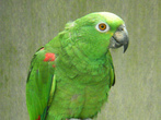 В ботаническом саду большая коллекция попугаев