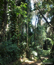 Ботанический сад — по существу джунгли