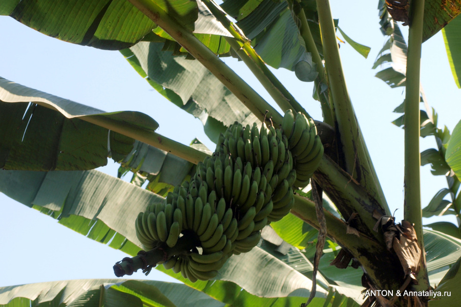 Бананы Энтеббе, Уганда