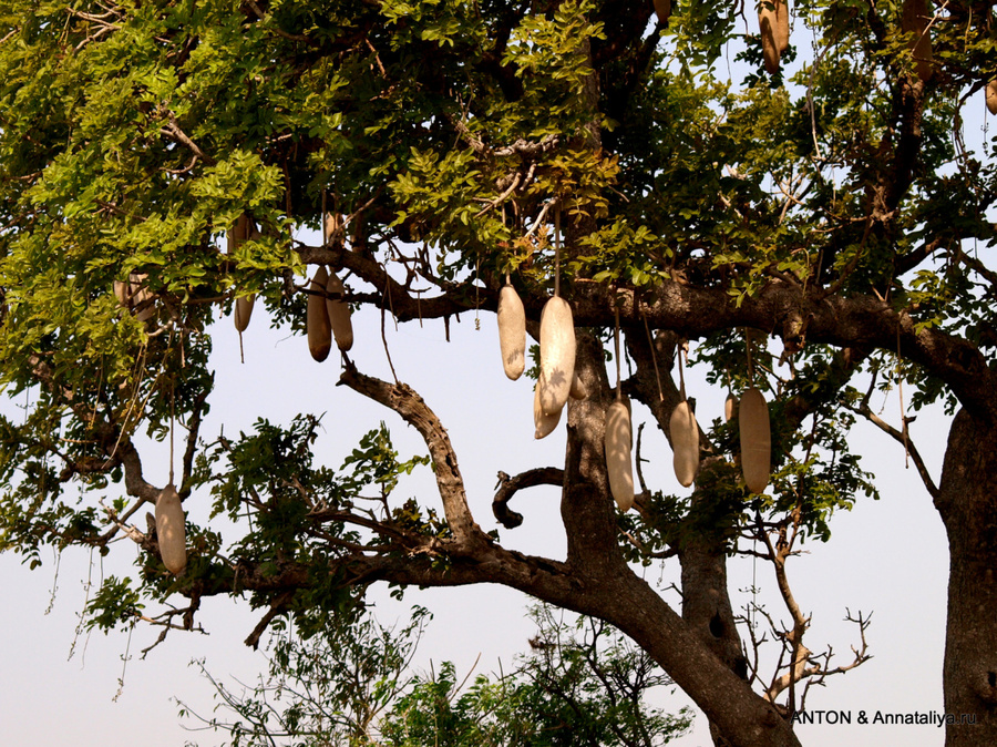 Колбасное дерево Энтеббе, Уганда