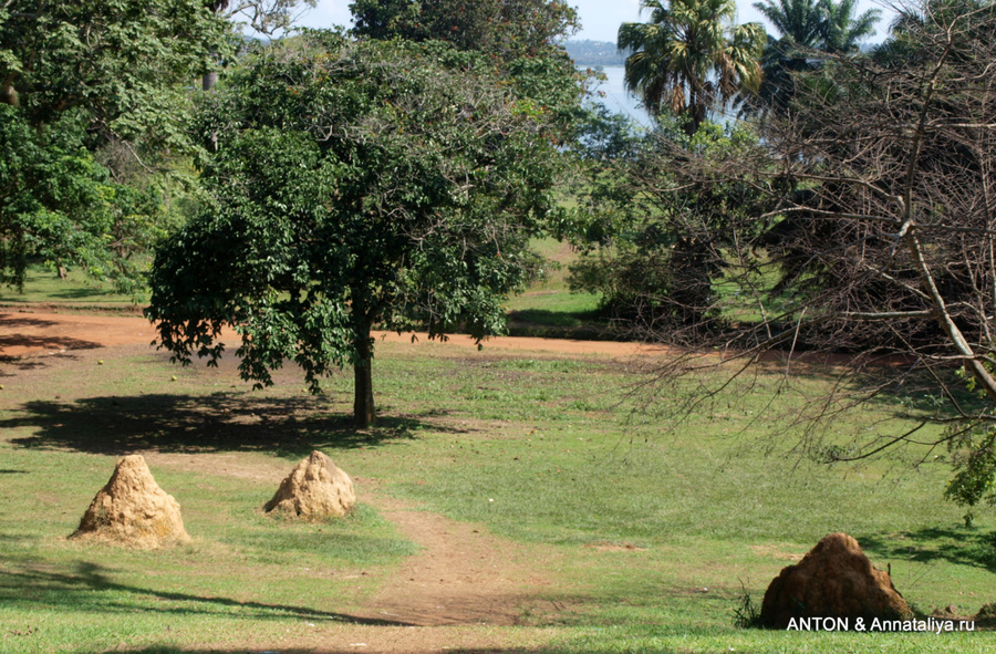 Термитников в саду много Энтеббе, Уганда