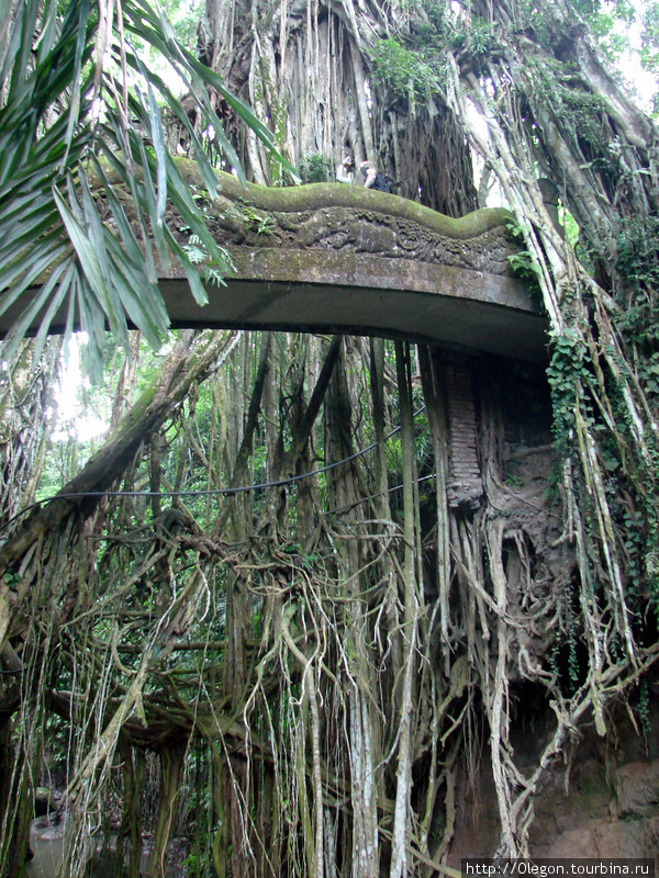 Мост и свисающие ветви деревьев Убуд, Индонезия